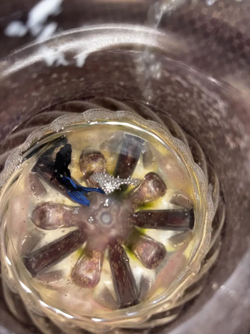 Male betta — photo 4