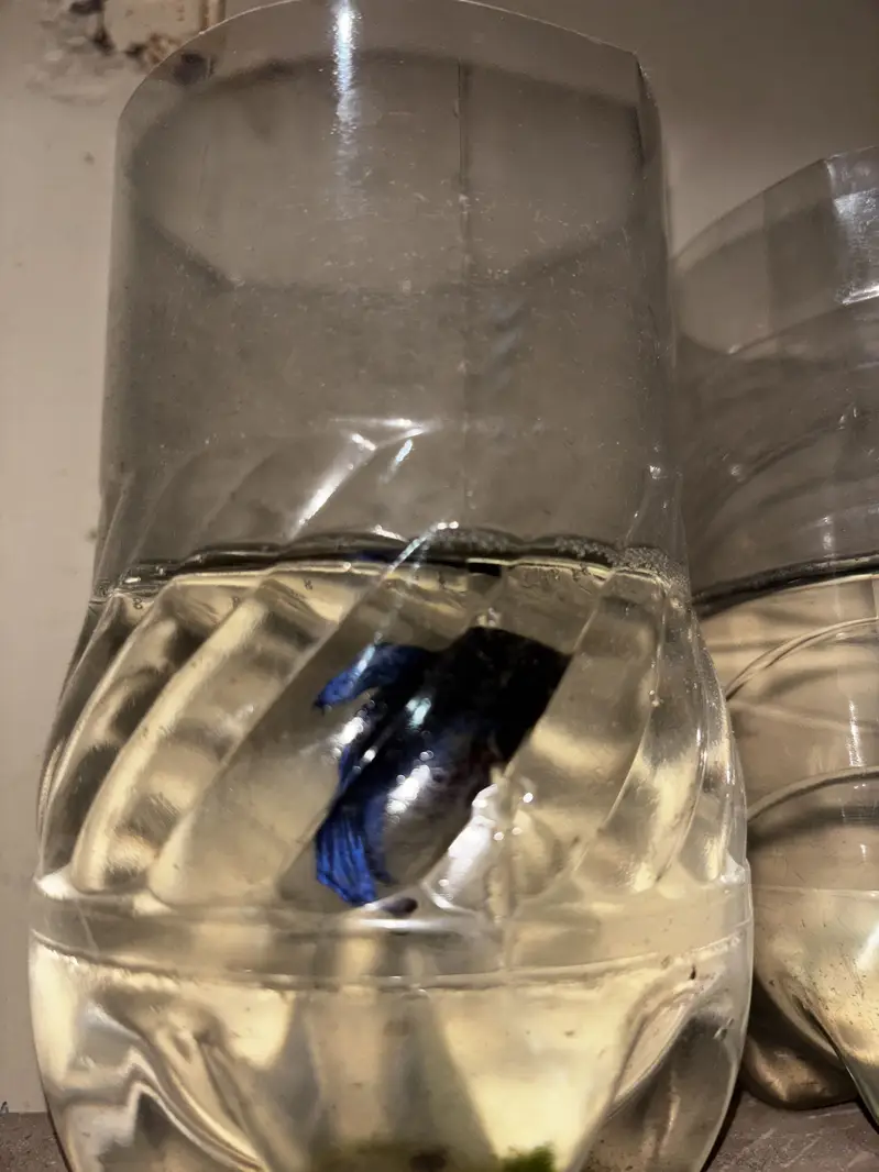 Male betta — photo 5