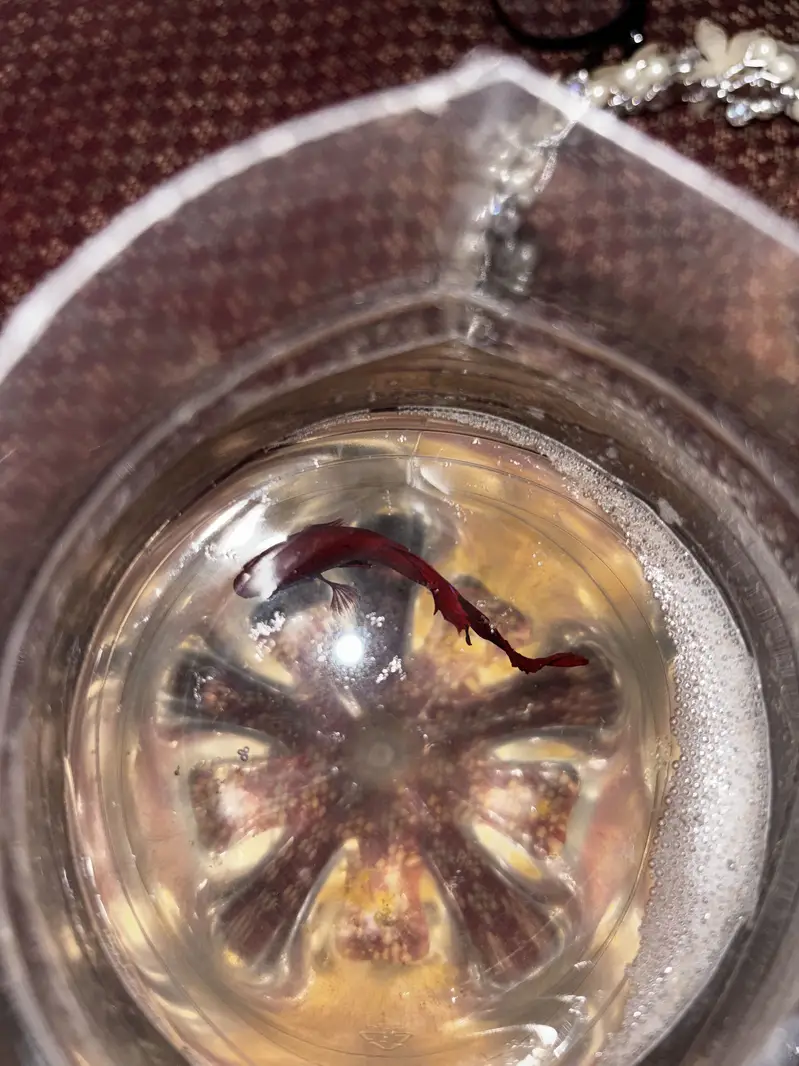 Male betta — photo 7