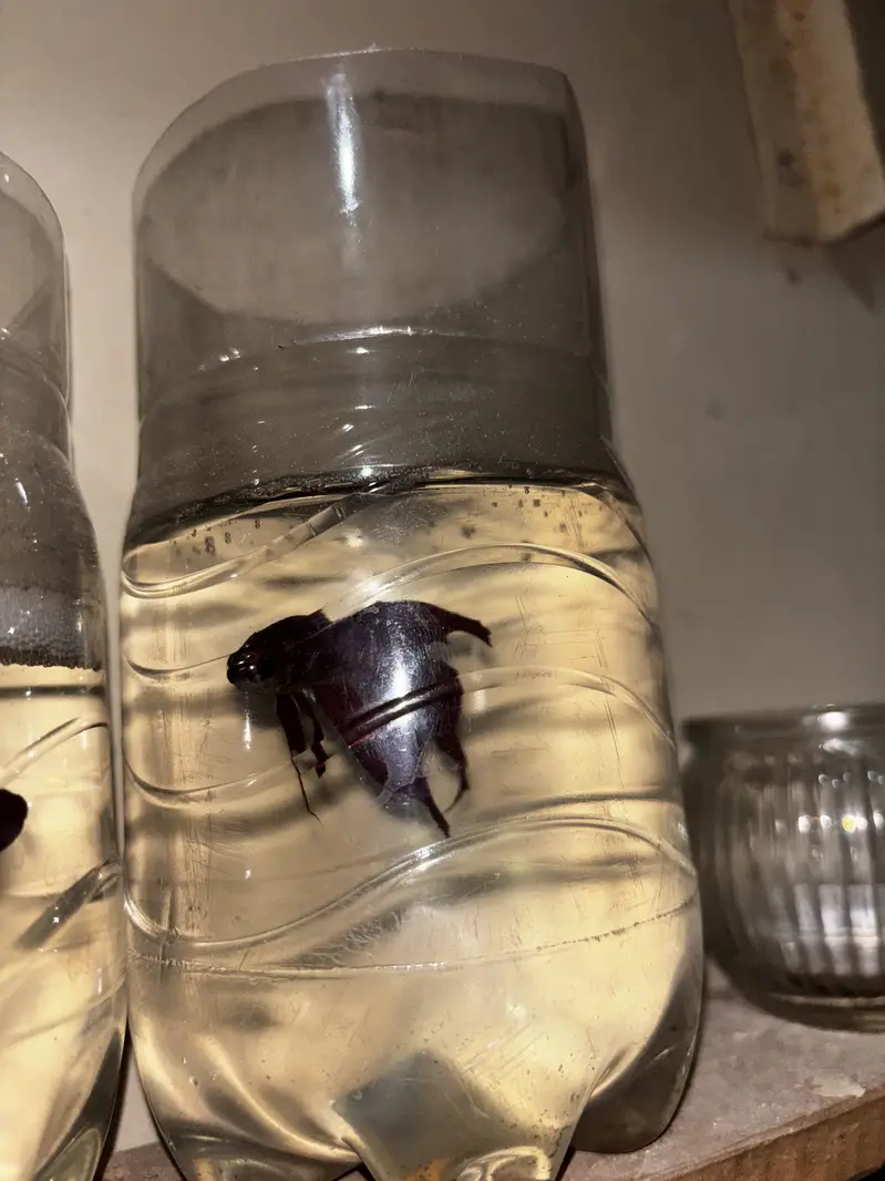 Male betta — photo 8
