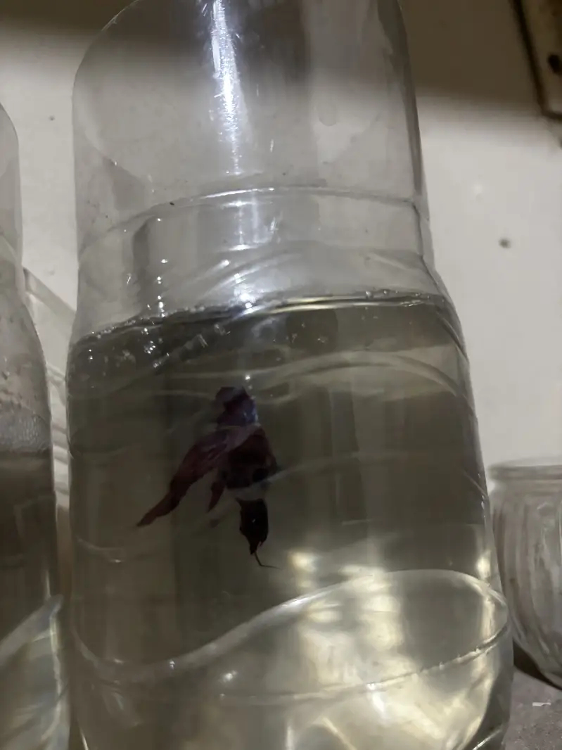 Male betta — photo 9