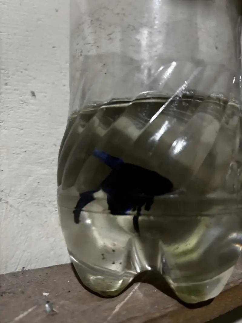 Male betta — photo 10