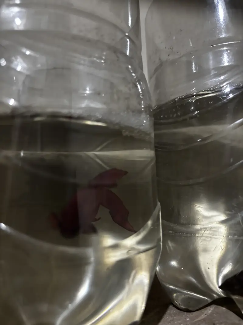 Male betta — photo 11