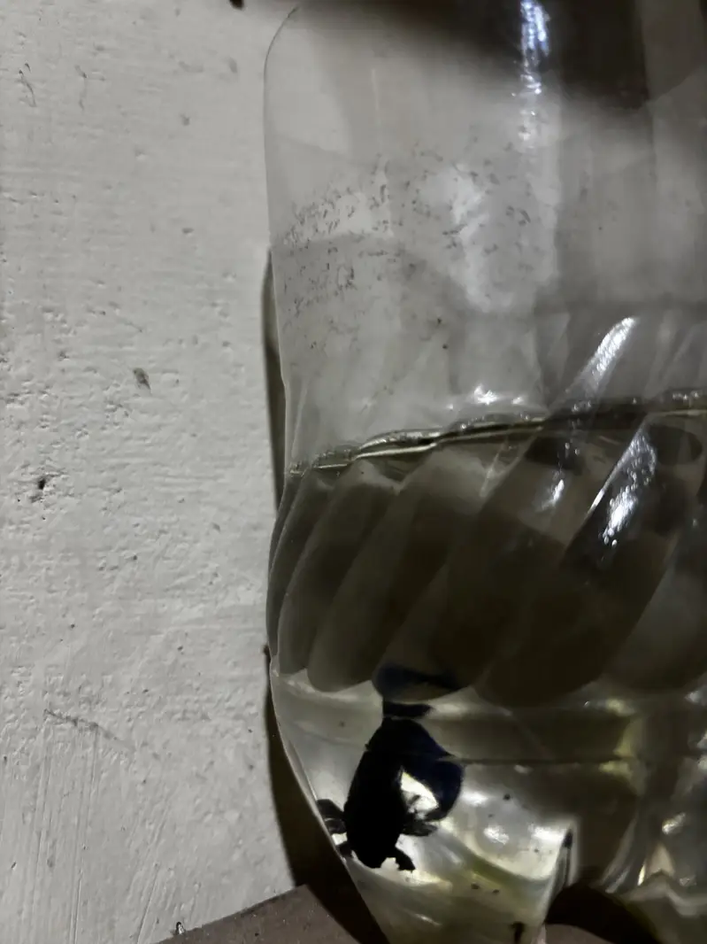 Male betta — photo 12