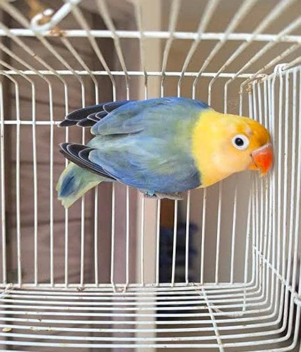 Breeder pair required 1