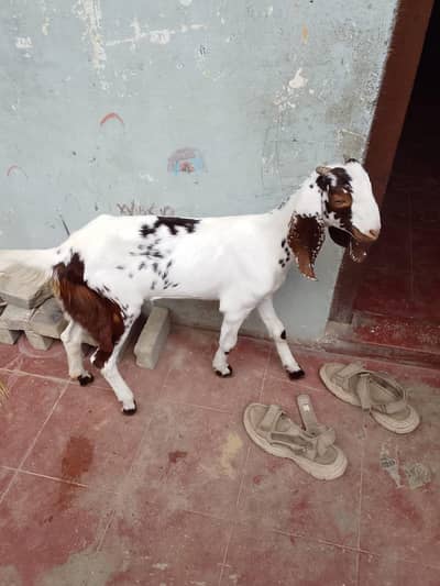 Taaphori Nasal Female Goat
