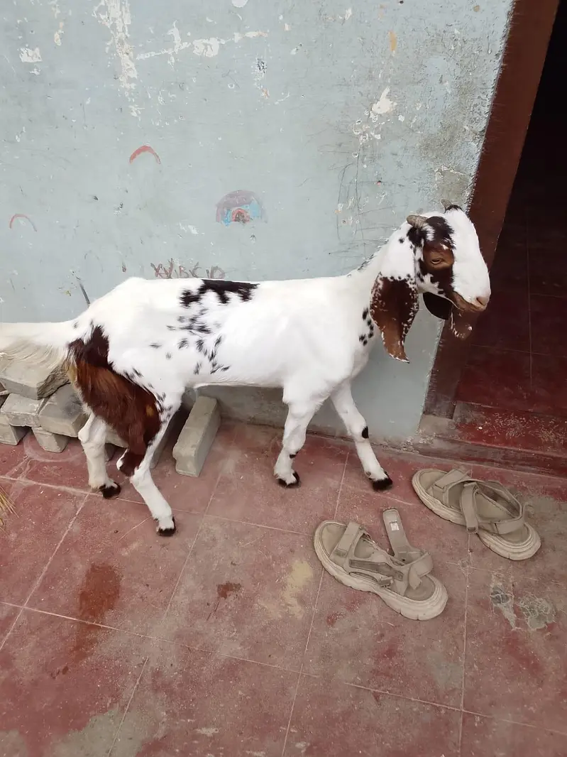 Taaphori Nasal Female Goat