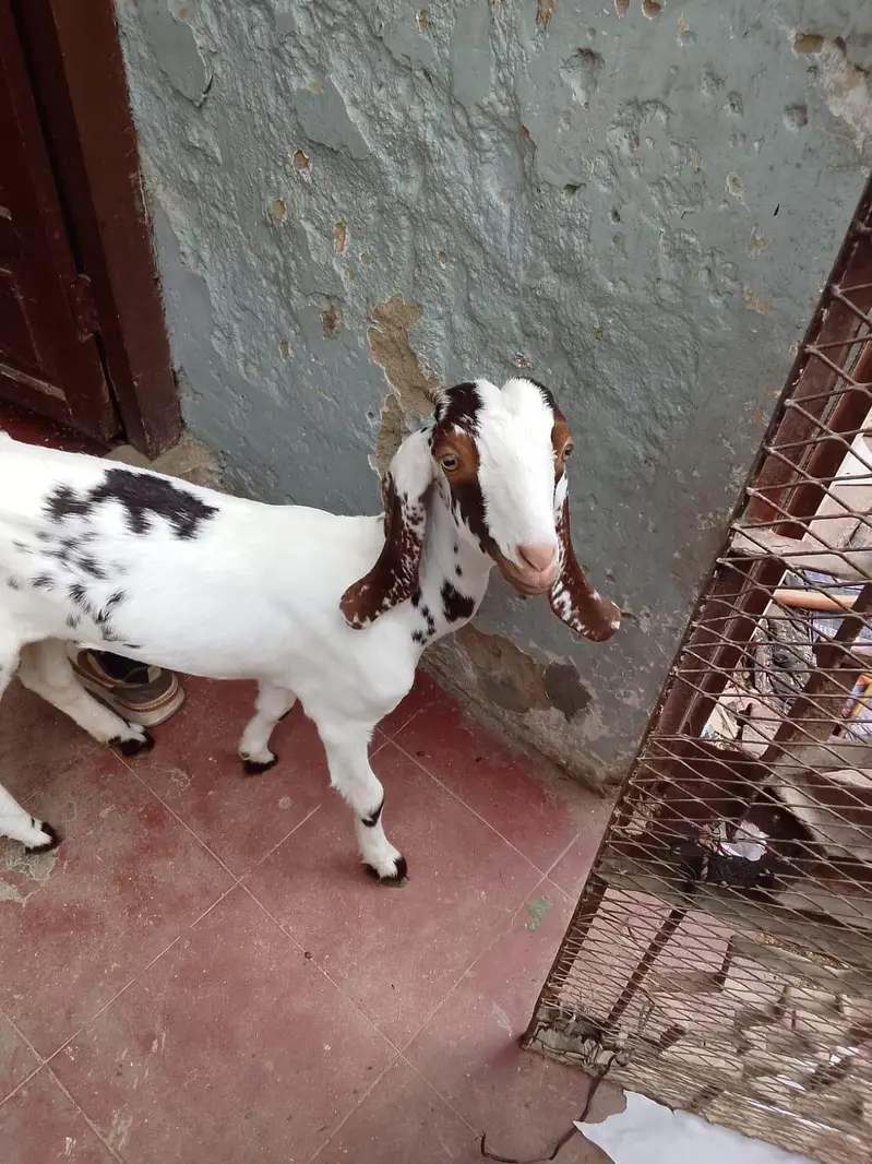 Taaphori Nasal Female Goat — photo 2
