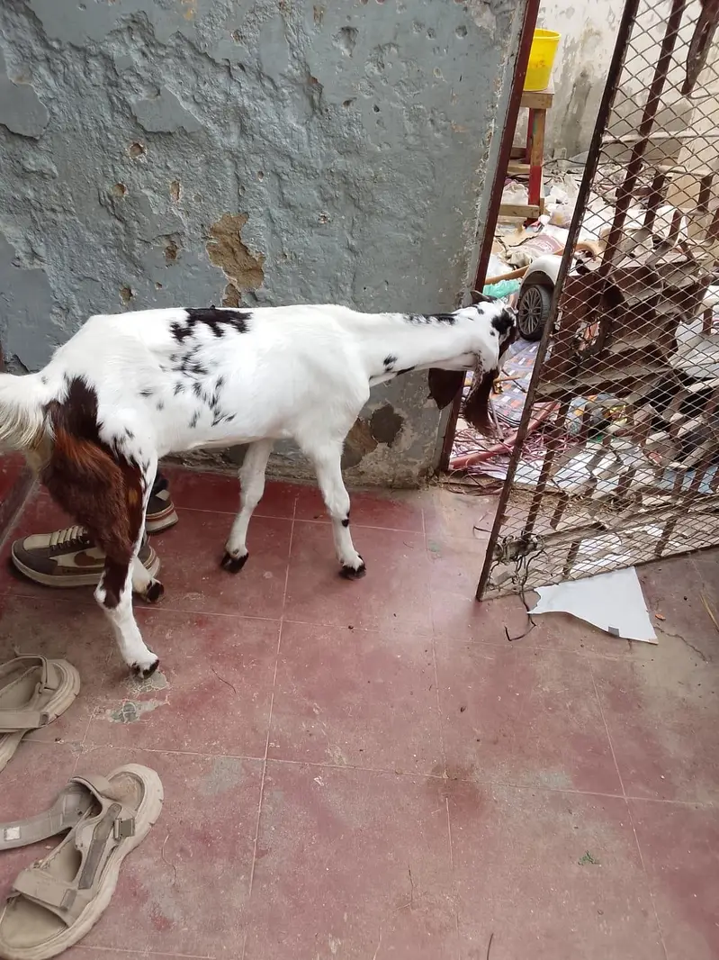 Taaphori Nasal Female Goat — photo 3