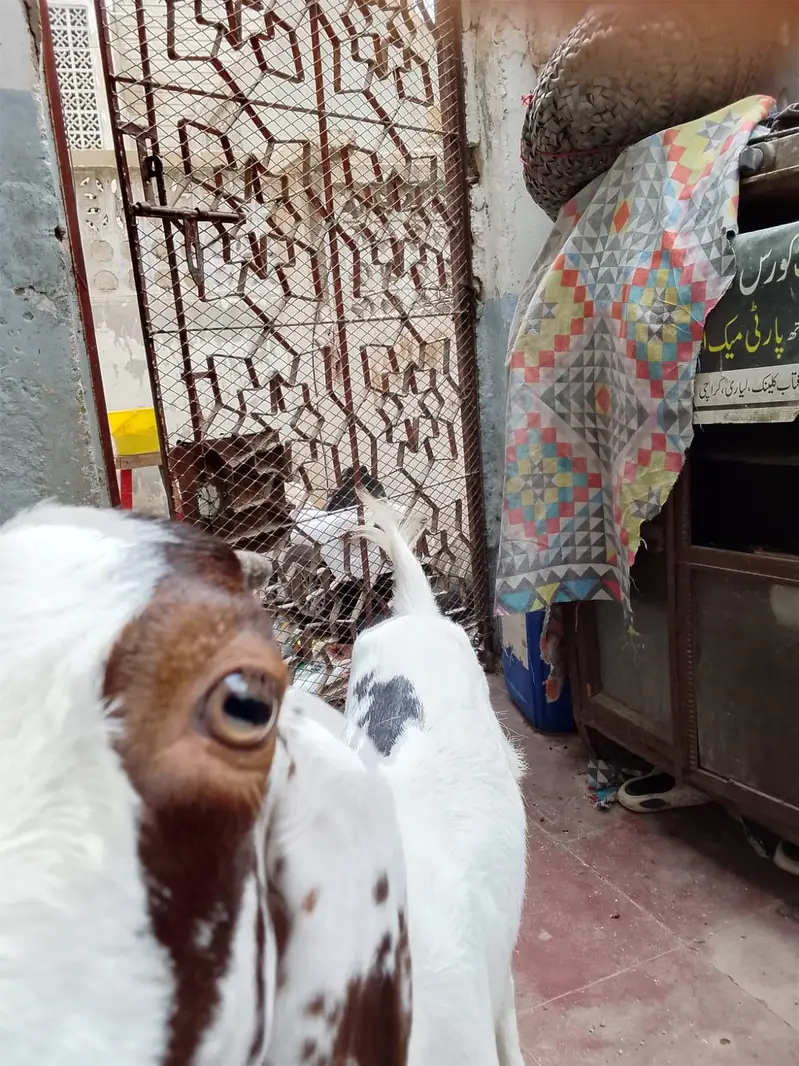 Taaphori Nasal Female Goat — photo 4