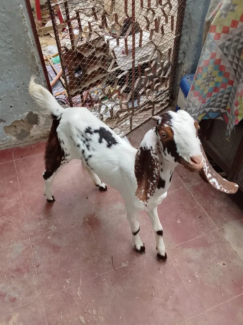 Taaphori Nasal Female Goat — photo 6