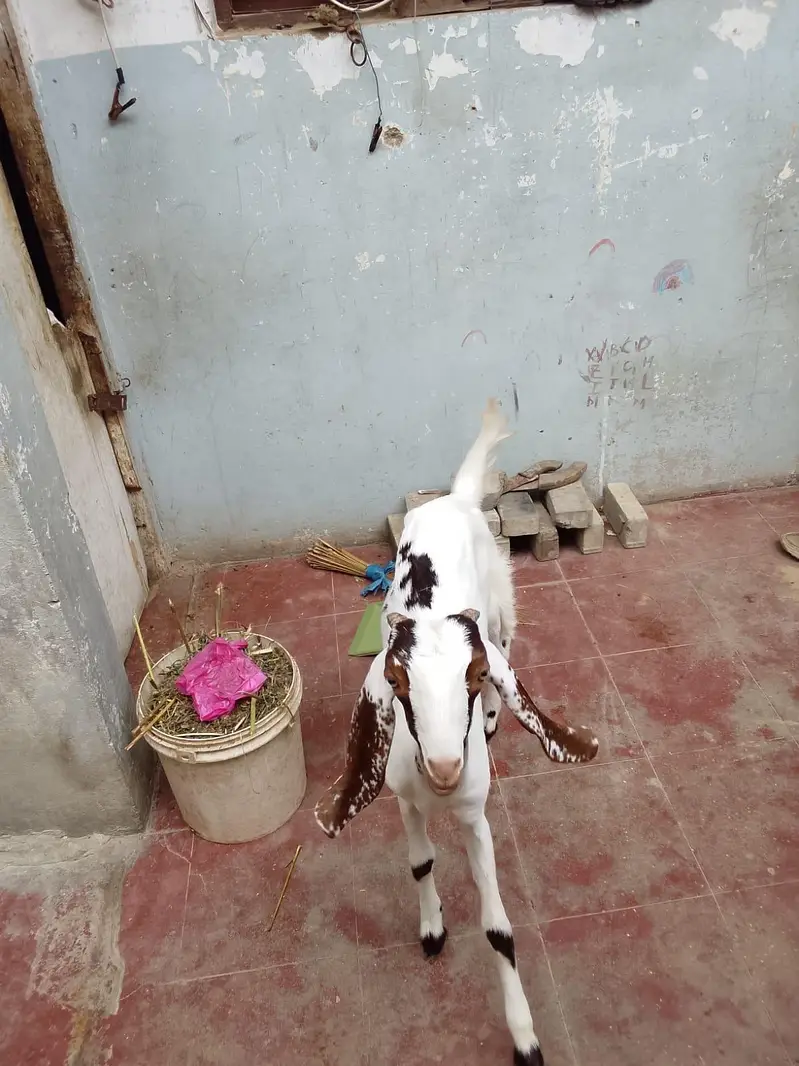 Taaphori Nasal Female Goat — photo 8