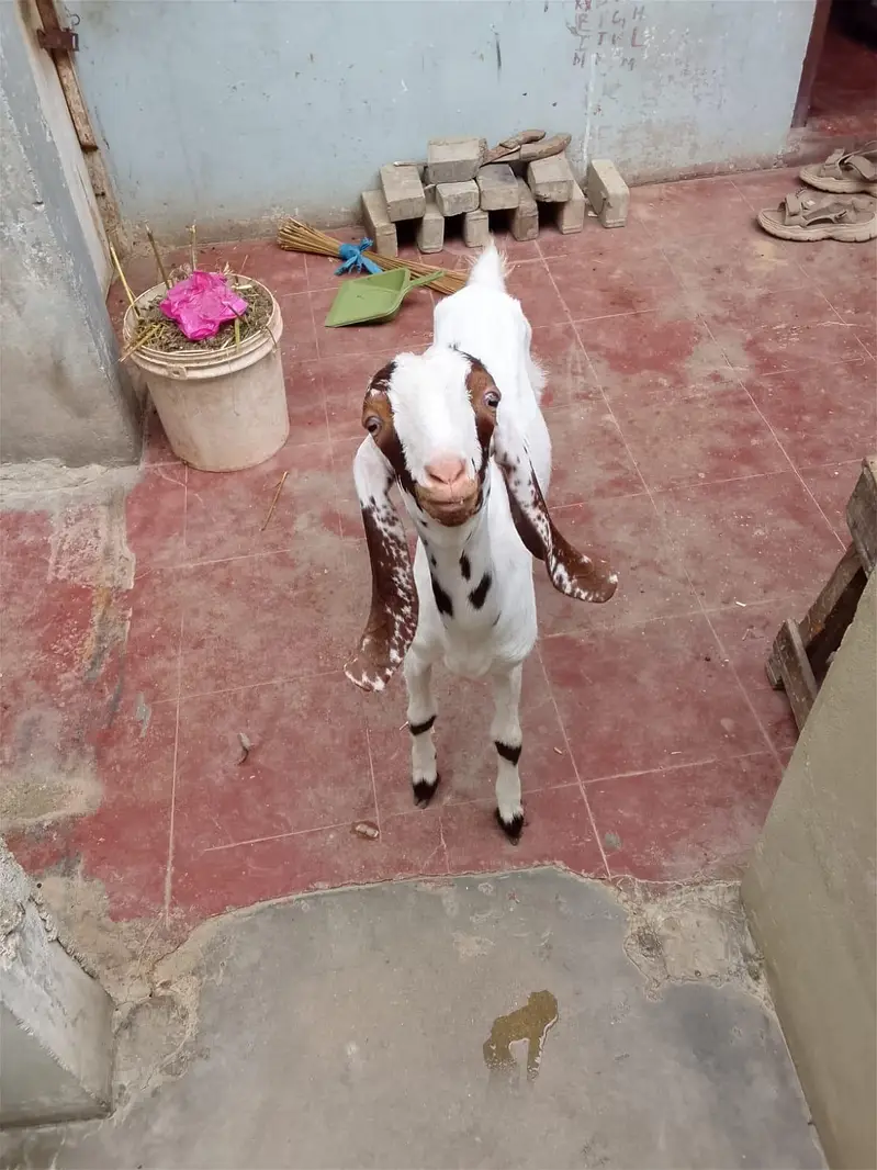 Taaphori Nasal Female Goat — photo 9