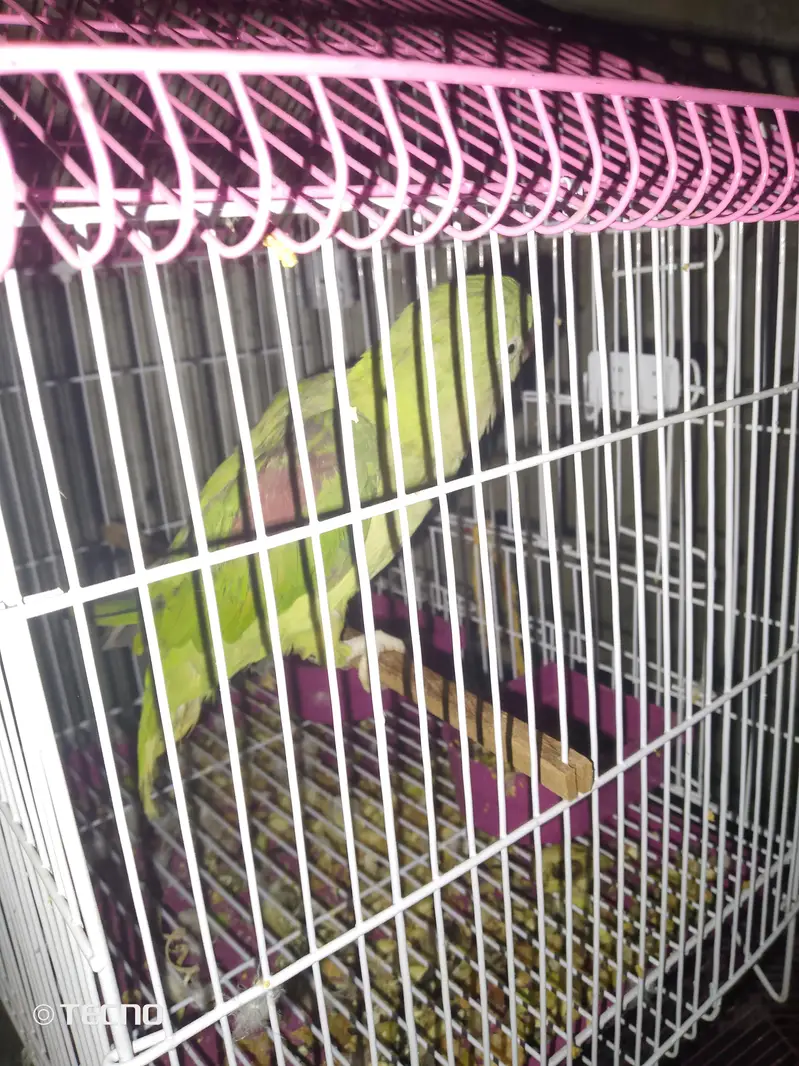 breeder female ha bolte ha — photo 2