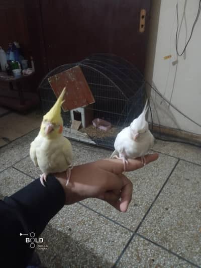 I am selling my handtame cockatiel