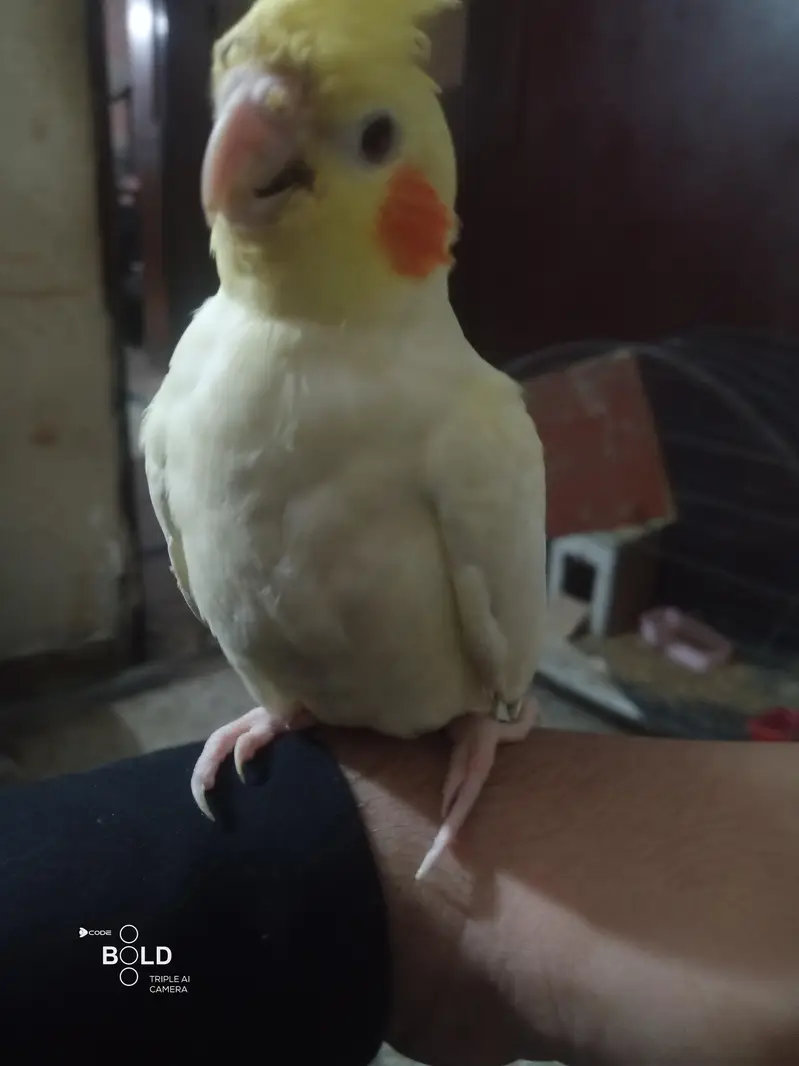 I am selling my handtame cockatiel — photo 2