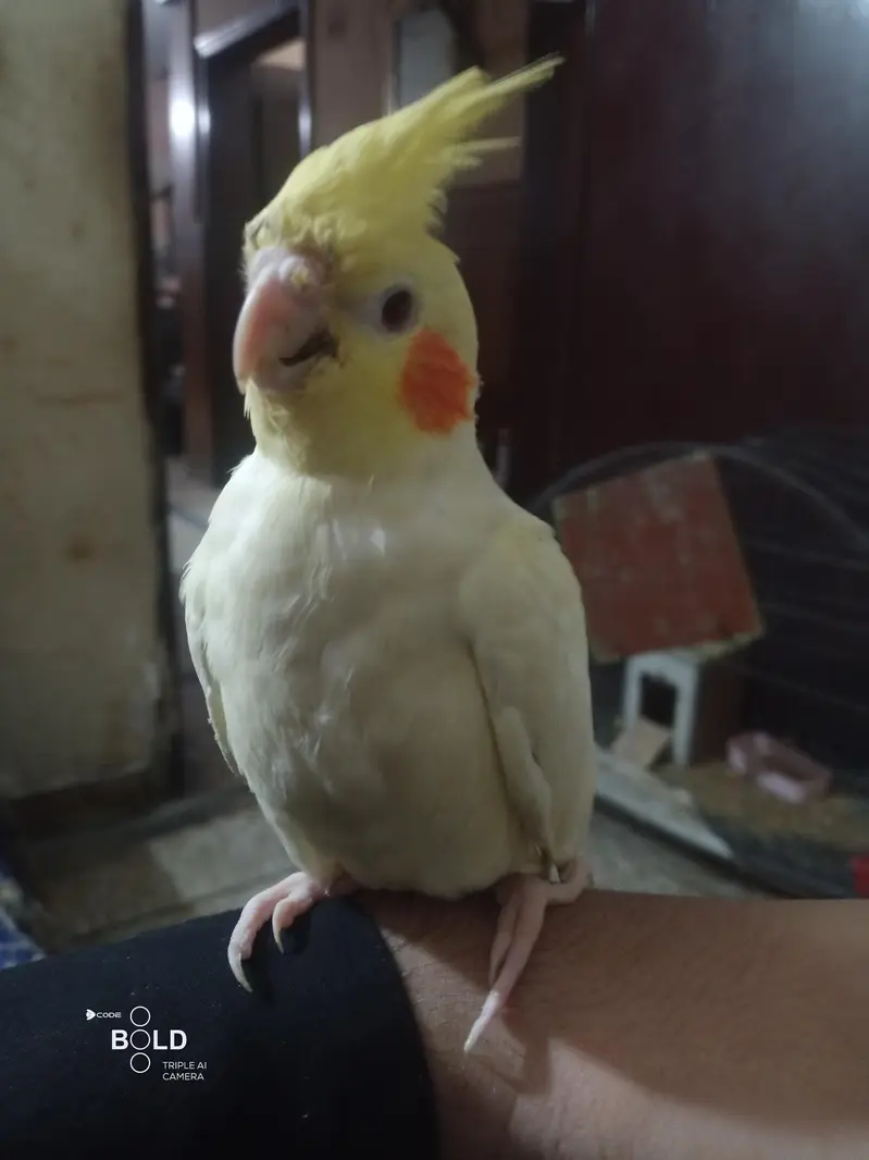 I am selling my handtame cockatiel — photo 3