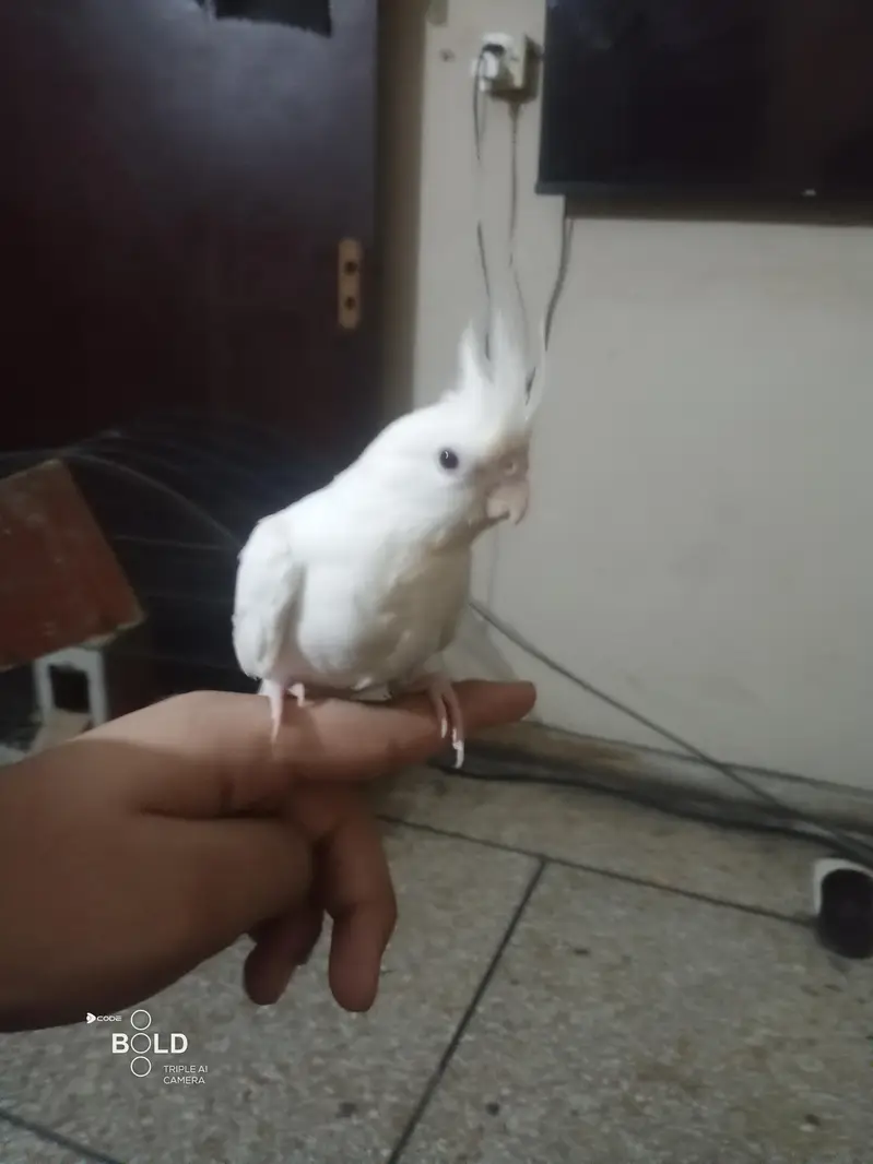 I am selling my handtame cockatiel — photo 4