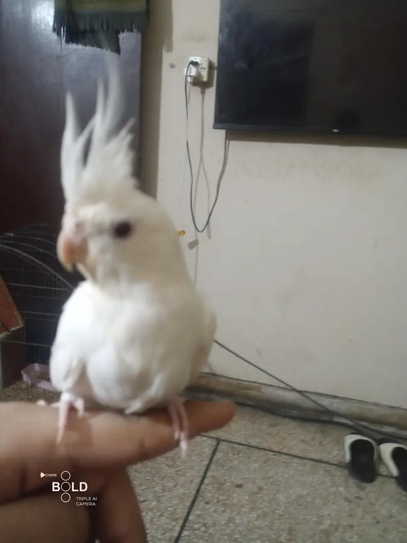 I am selling my handtame cockatiel — photo 5