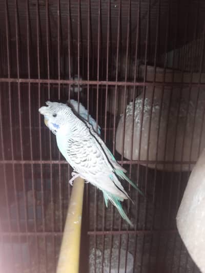 WHITE BUFF HEAVY MALE READY TO BREED & TCB CRUSTED UNDER PAIR