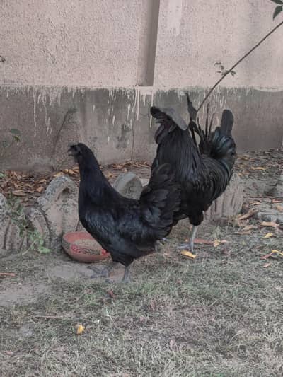 Ayam Cemani gray-tung