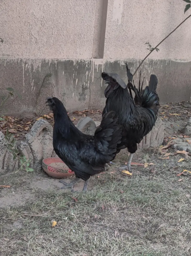 Ayam Cemani gray-tung