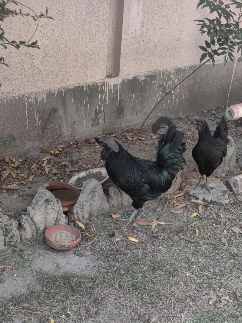 Ayam Cemani gray-tung — photo 2