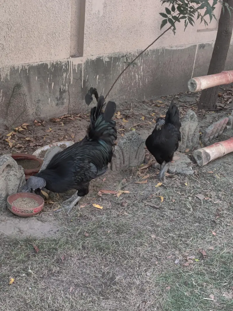 Ayam Cemani gray-tung — photo 3