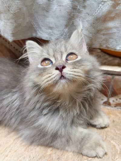 3 month kitten grey mix White combo Gujranwala garjkh