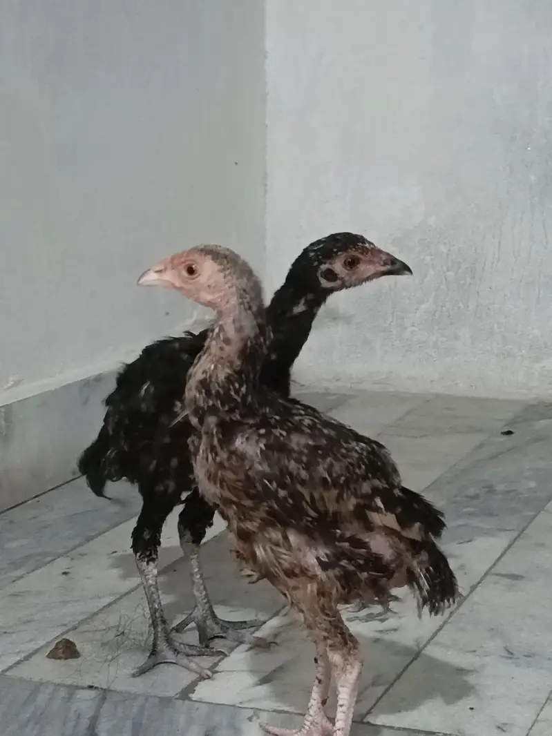  Mashki Aseel Chuzay – 5 Mah — photo 3