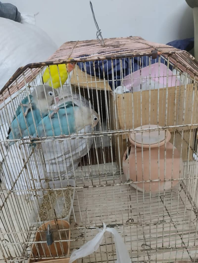 Milty cooler parrots 0