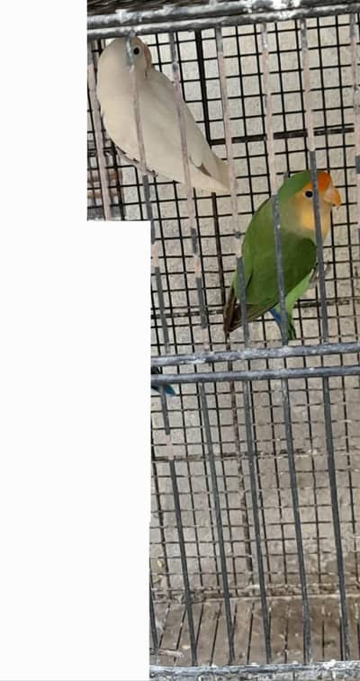 Breeder pair for sale Multan