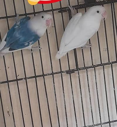 Breeder pair for sale Multan