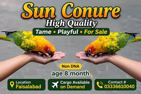 Sun Conure High Red Factor Tame Playful