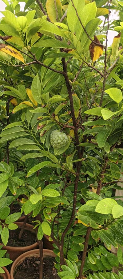 shrifaa