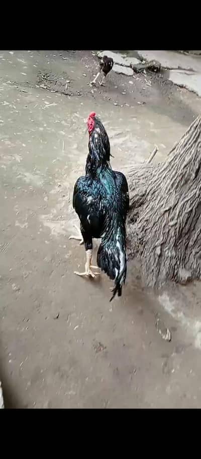 aseel king ek ankh se kana hy