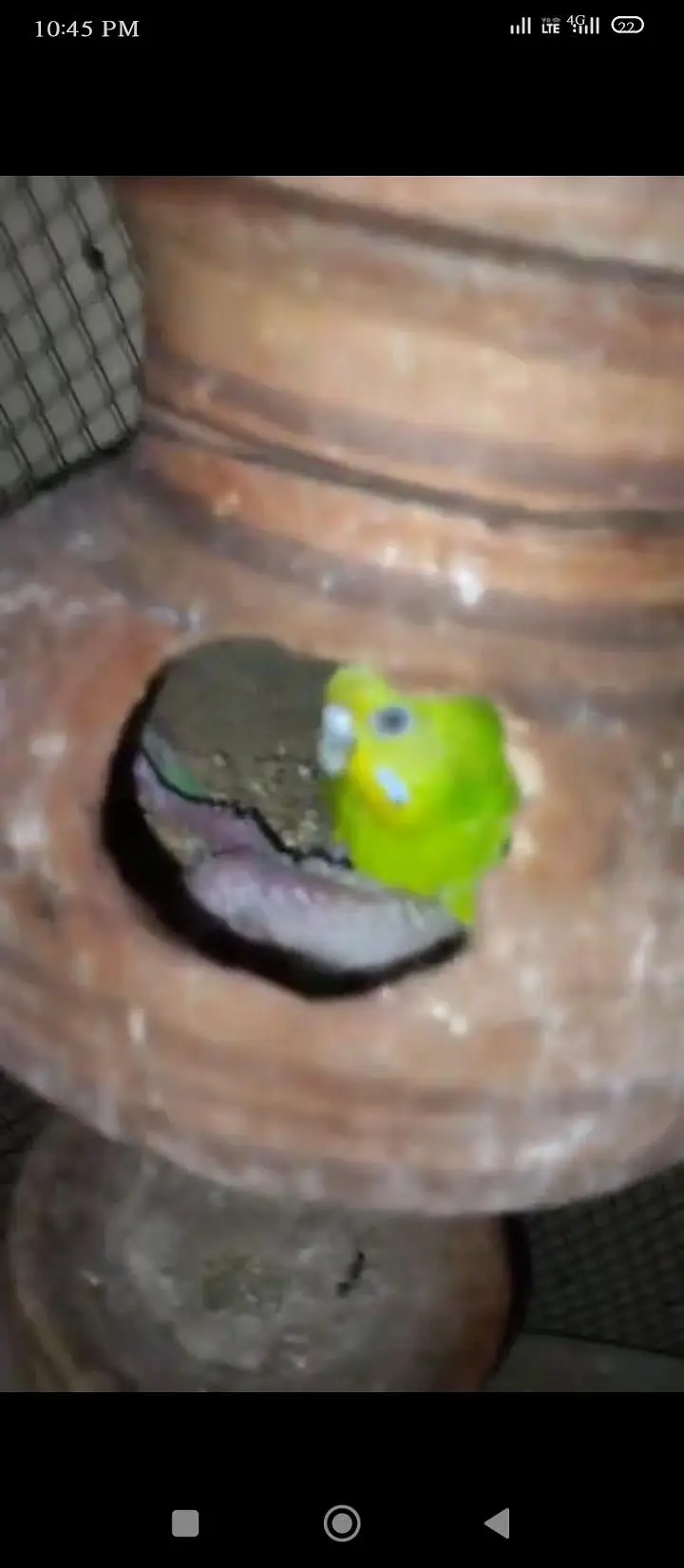 total 8 Bird hai 4 male 4 female