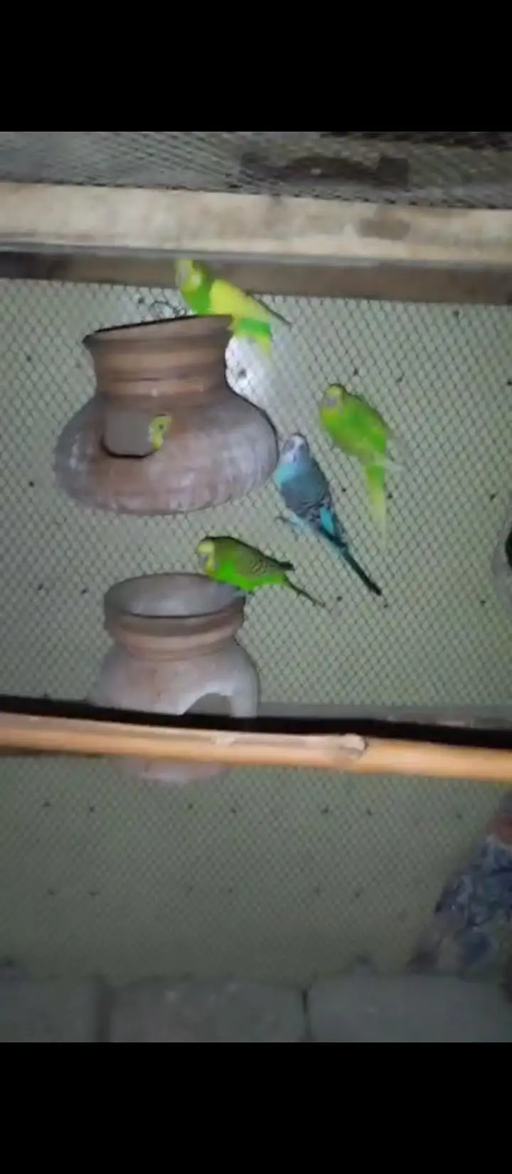total 8 Bird hai 4 male 4 female — photo 3