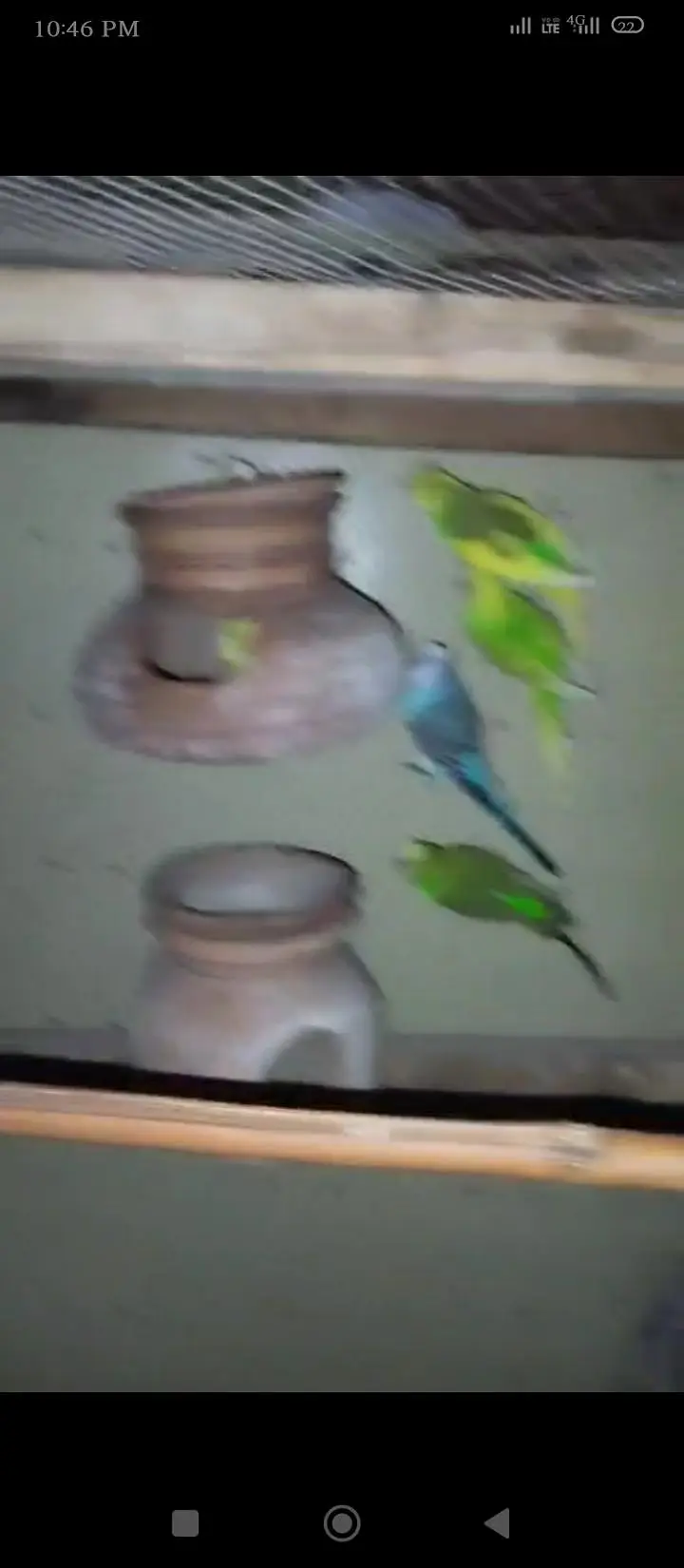 total 8 Bird hai 4 male 4 female — photo 5