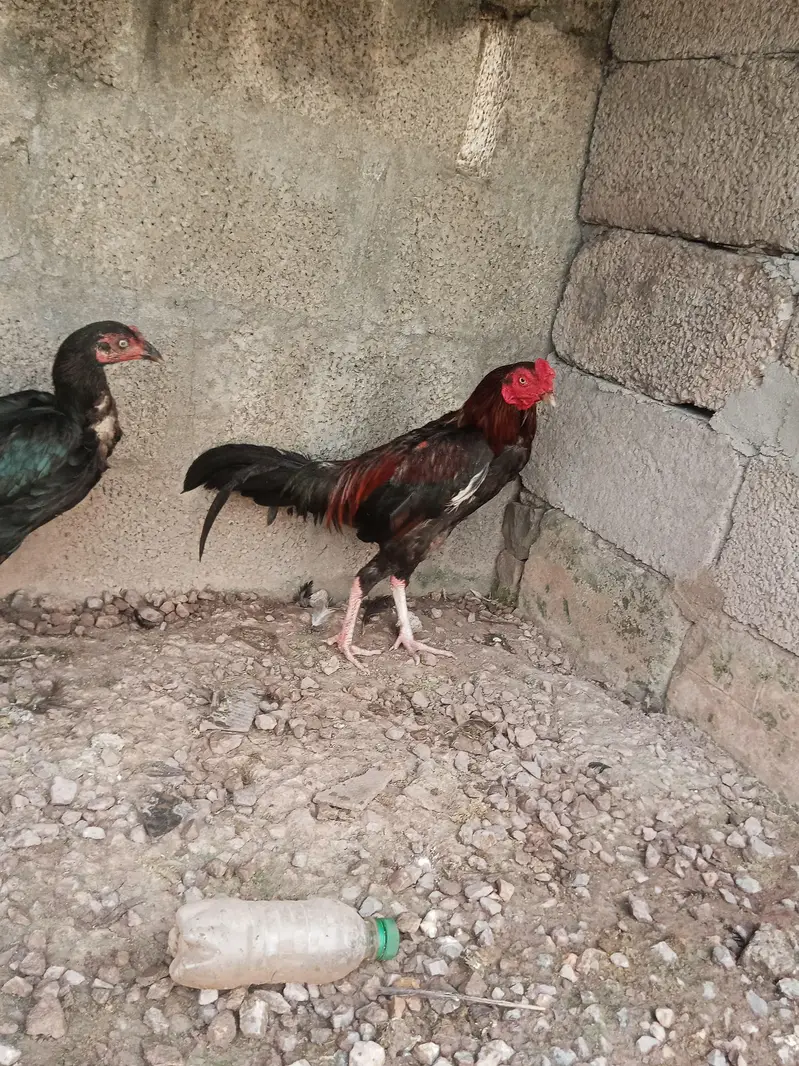 aseel murgay and muskhi Madi for sale top class — photo 6