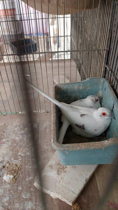 Pied Dove for sale