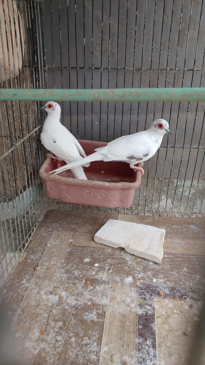 Pied Dove for sale — photo 2
