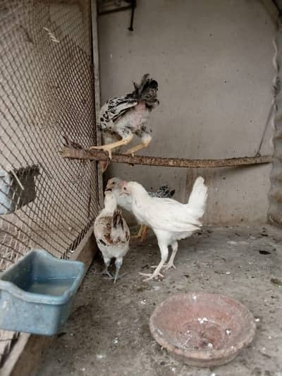 Desi chick