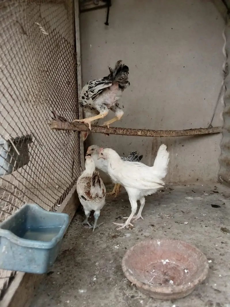 Desi chick