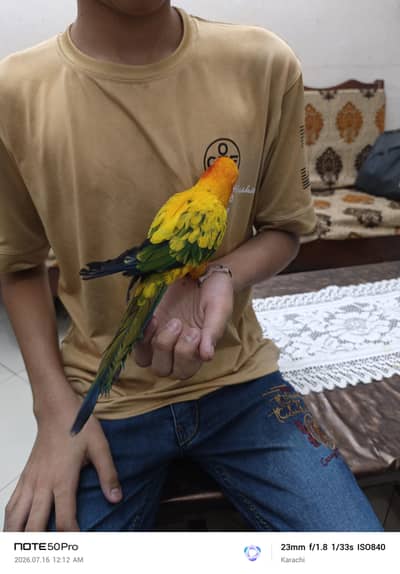 Sunconure