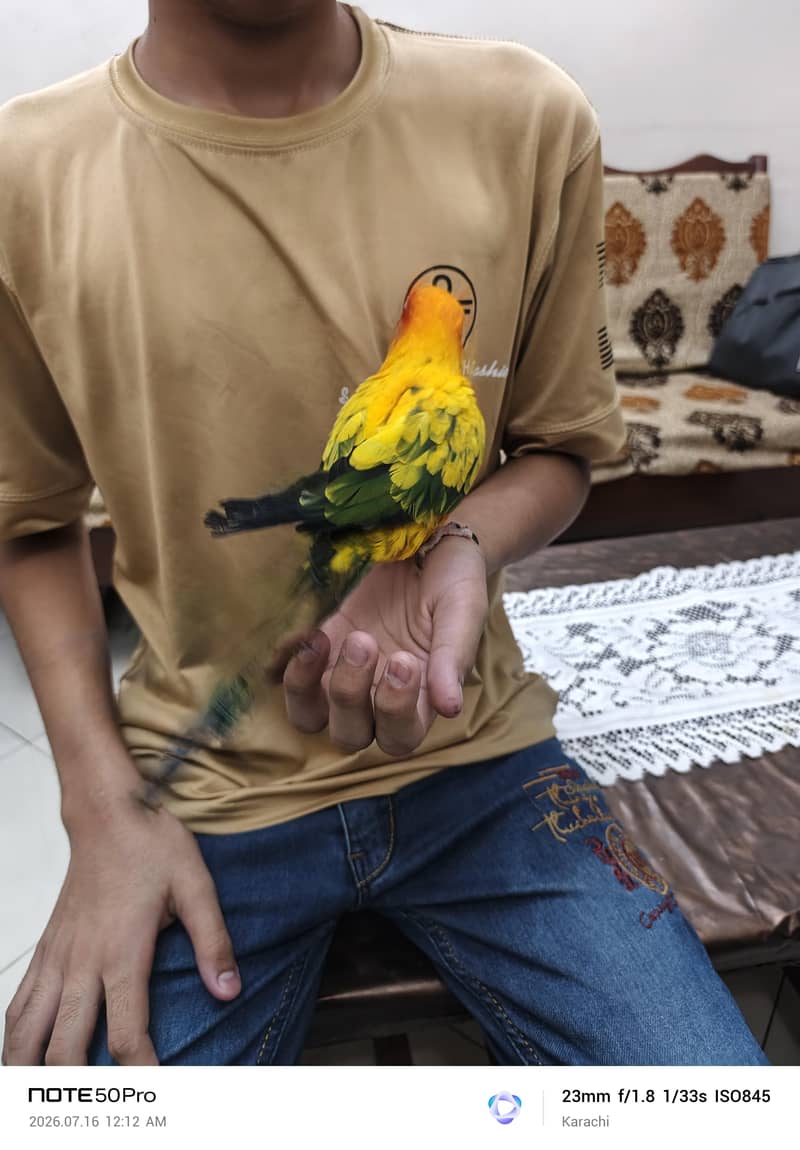Sunconure 1