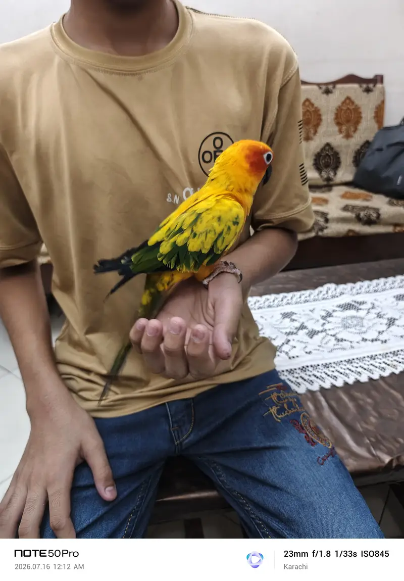 Sunconure — photo 3