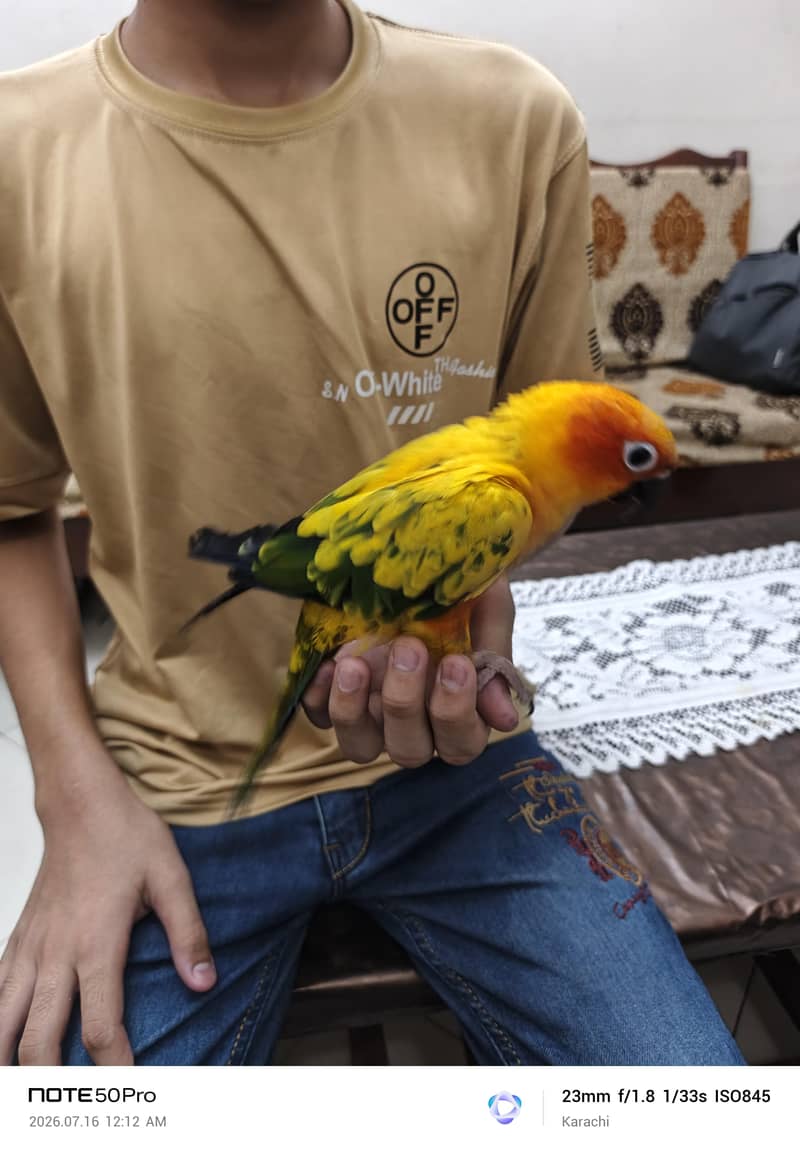 Sunconure 3