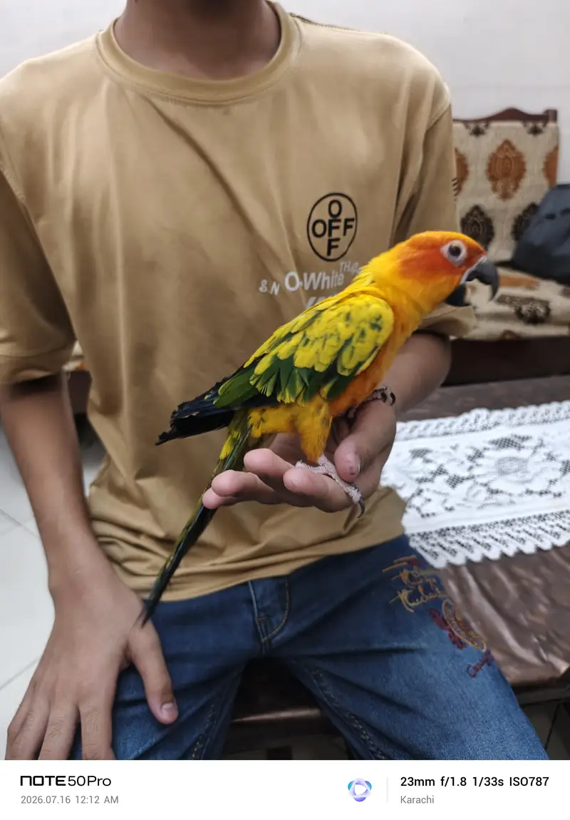 Sunconure — photo 5