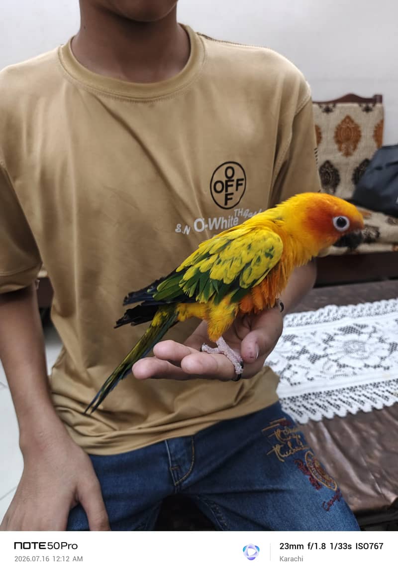 Sunconure 5